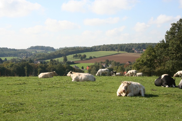 bersillies