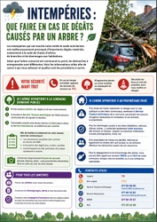 Intempéries : que faire en cas de dégâts causés par un arbre ?