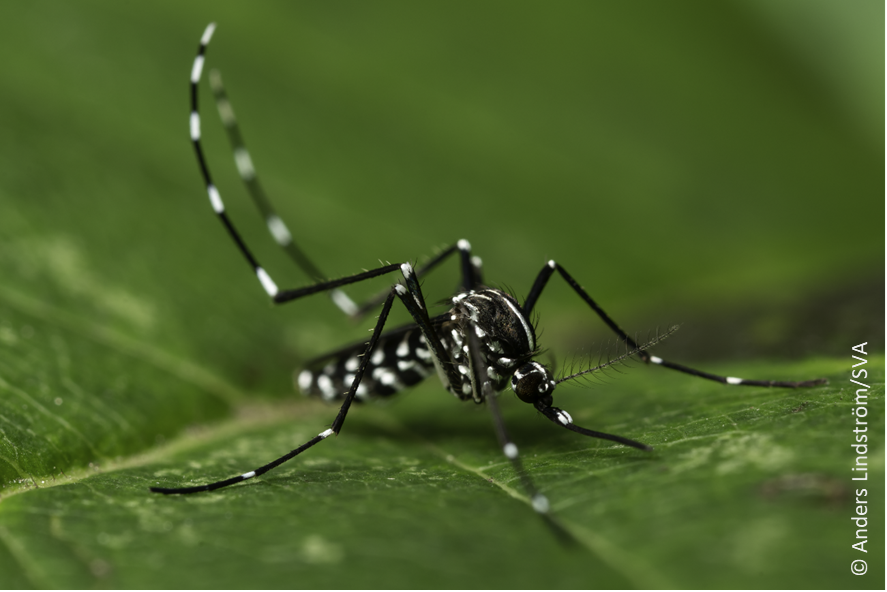 Mosquito tiger mosquito1