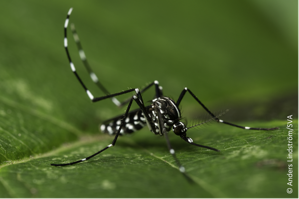 Mosquito tiger mosquito1