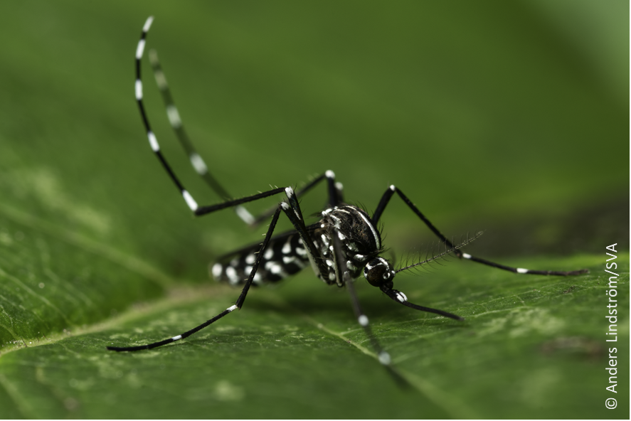 Mosquito tiger mosquito1